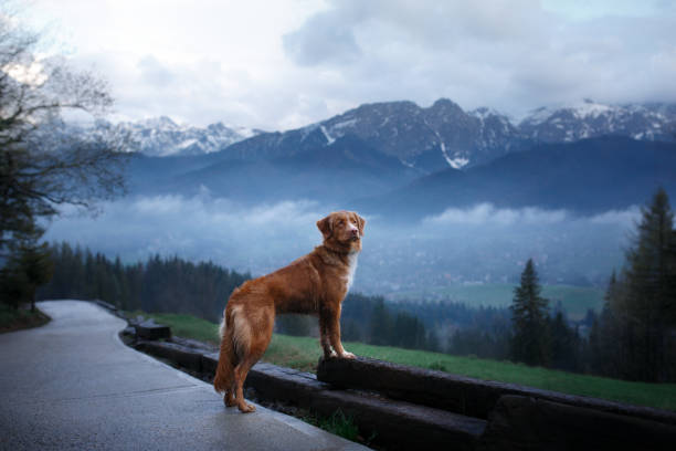 istock A dog in the mountains on top. Toller 958422920