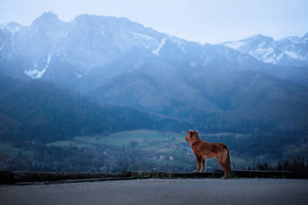 istock A dog in the mountains on top. Toller 958422942