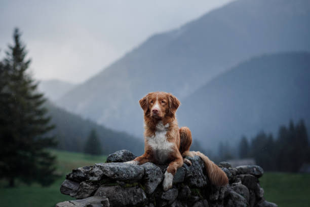 A dog in the mountains on top. Toller