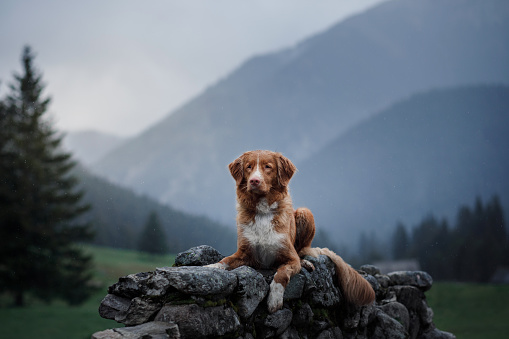 A dog in the mountains on top. Nova Scotia Duck Tolling Retriever, Toller, Traveling with a pet