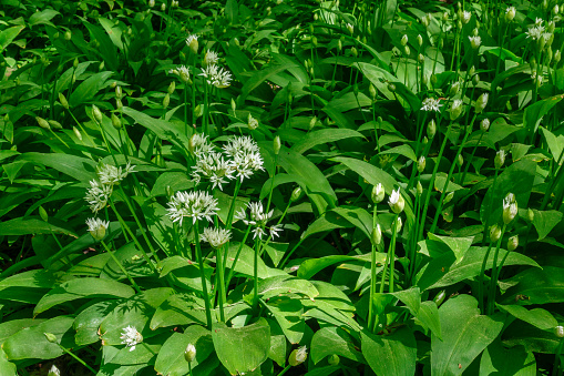 Wild garlic flower and buds in a meadow