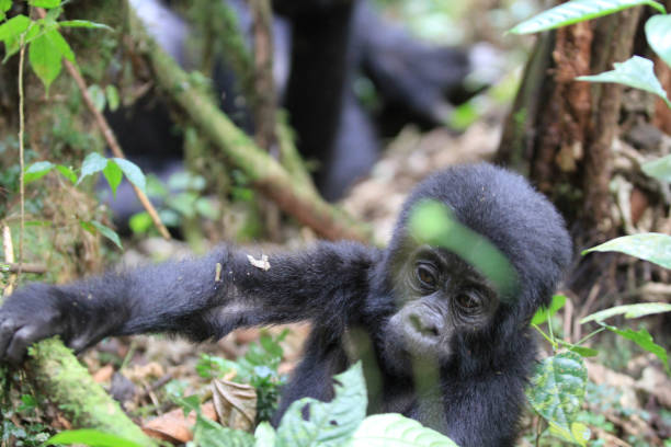istock Mountain gorillas of Bwindi Impenetrable Forest, Uganda, Part 1 958423742