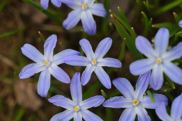 istock Scilla flowers blossom. 958423762