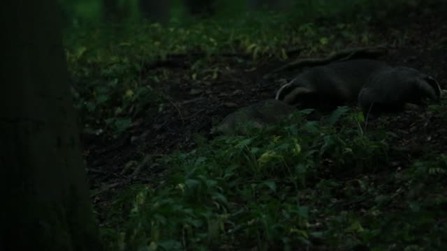 European badgers (Meles meles) forage forest floor for food