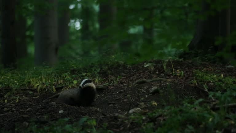 European badger (Meles meles) forages forest floor for food