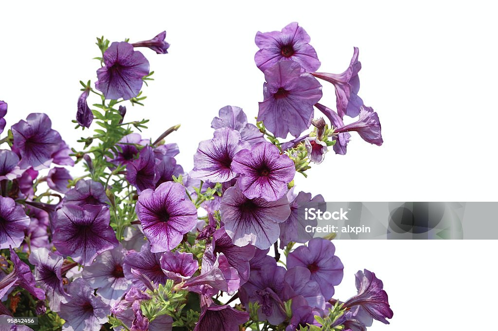 Moldura Floral - Royalty-free Arranjo Foto de stock