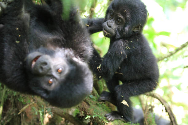 istock Mountain gorillas of Bwindi Impenetrable Forest, Uganda, Part 2 958428872