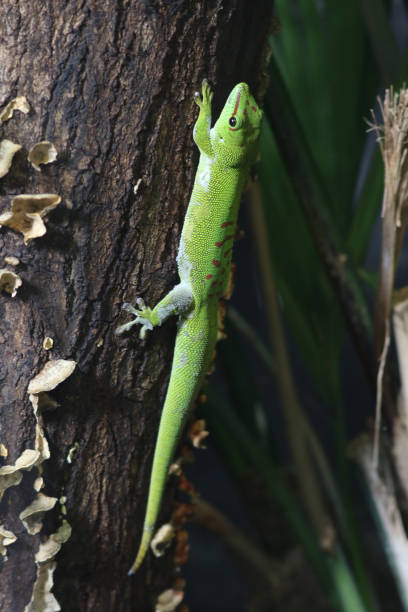 istock Madagascar green gekko 958429816