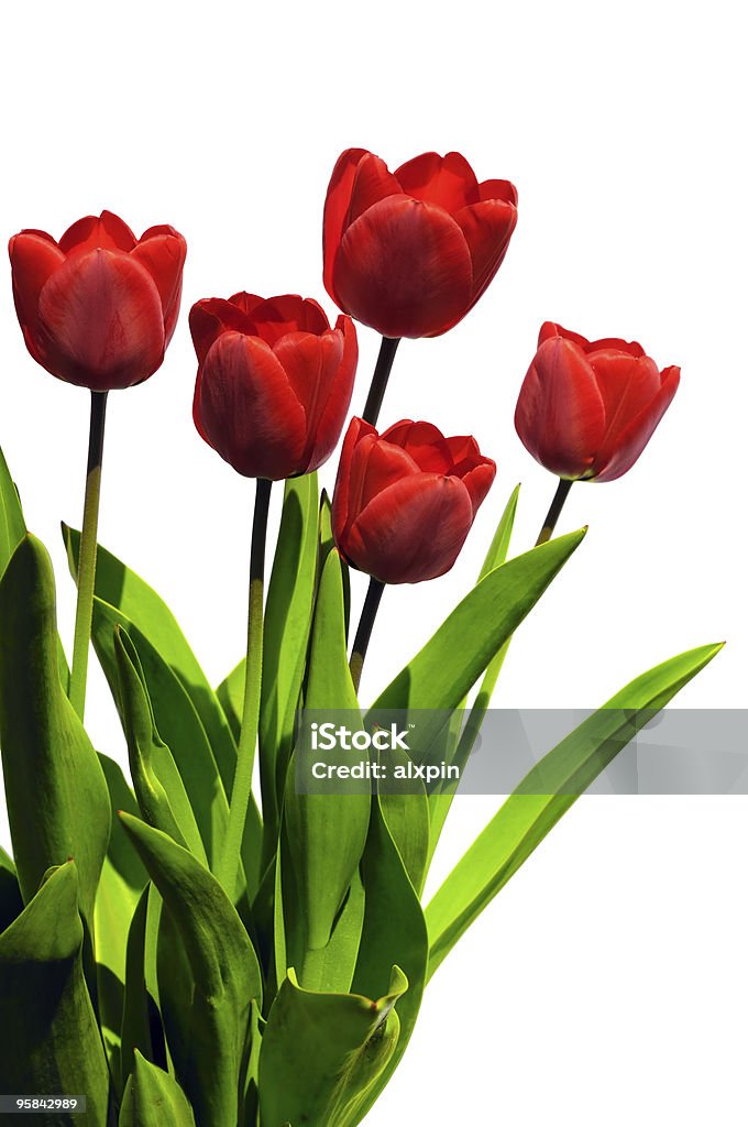 Tulipanes - Foto de stock de Belleza de la naturaleza libre de derechos