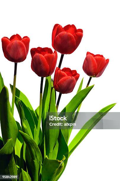 Tulipanes Foto de stock y más banco de imágenes de Belleza de la naturaleza - Belleza de la naturaleza, Buqué, Color - Tipo de imagen