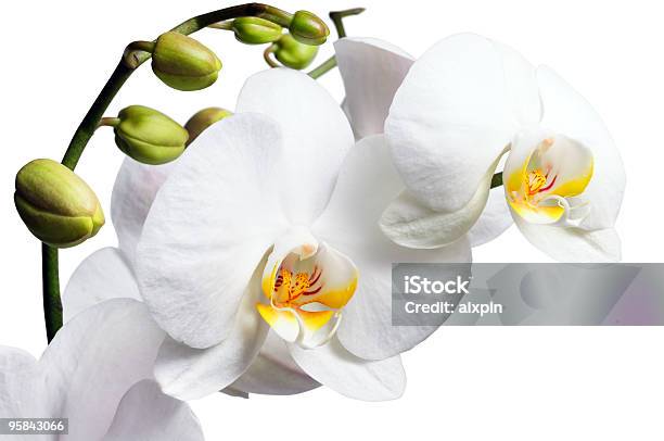 White Orchidea - Fotografie stock e altre immagini di Bianco - Bianco, Capolino, Clipping path