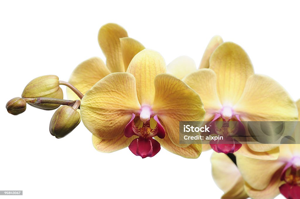 orchid sobre blanco, amarillo - Foto de stock de Amarillo - Color libre de derechos