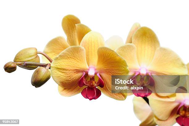 Orchid Sobre Blanco Amarillo Foto de stock y más banco de imágenes de Amarillo - Color - Amarillo - Color, Brote, Cabeza de flor
