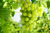 Grapes cluster