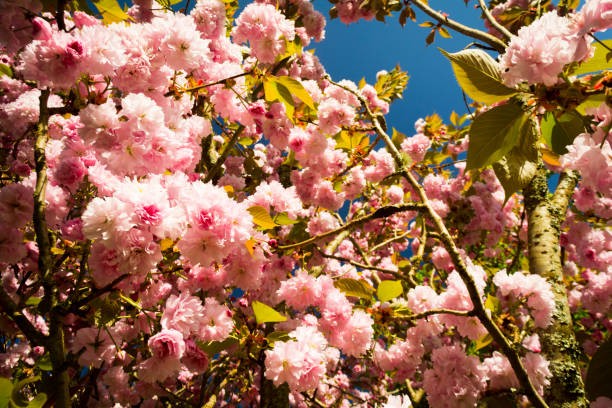 primo passo di amanogawa in fiore, ciliegia giapponese - oriental cherry tree foto e immagini stock