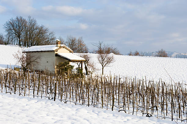wintry vineyard stock photo