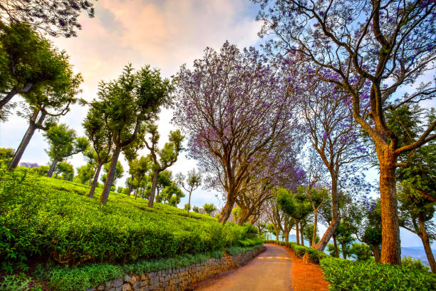 Flower tree alley Colorful flower tree alley between Coonoor tea estates, Tamil Nadu, India tamil nadu landscape stock pictures, royalty-free photos & images