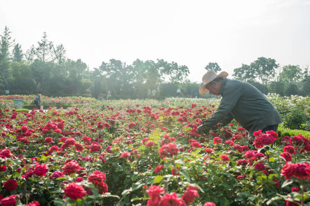 istock old man working in the rose garden 958434404