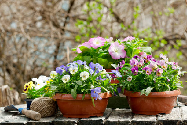 istock gardening tools and colorful pansy flowers 958434666