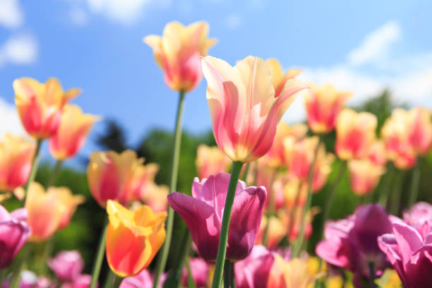 istock colorful tulips in a garden 958435074