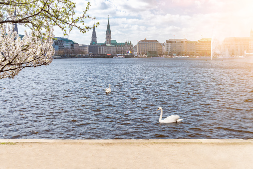 swans on Alster Lake in Hamburg on sunny day in springtime