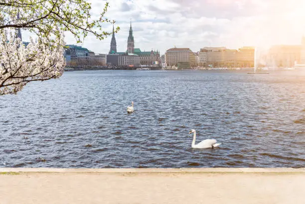 swans on Alster Lake in Hamburg, Germany on sunny day in springtime