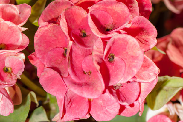 istock Collection flowers  in the garden 958437042