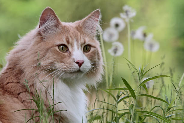 istock Norwegian forest cat male with dandelions 958437368