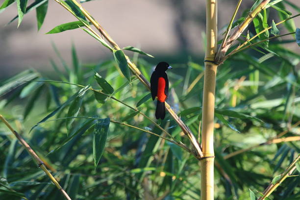 istock Cherrie's Tanager In Costa Rica 958437602