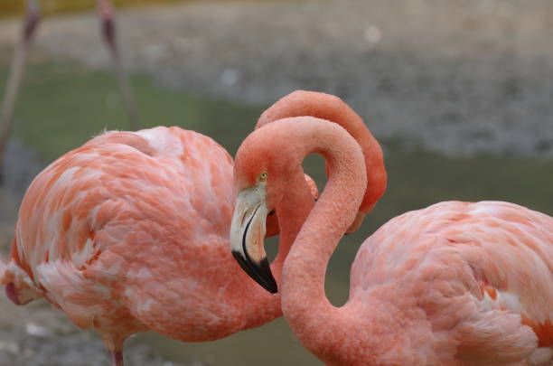istock Pink flamingos 958437710