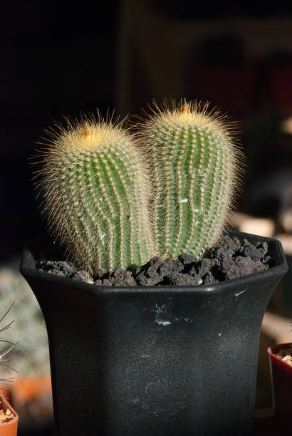 istock Beautiful  desert cactus flower  blue backgrpund 958438090