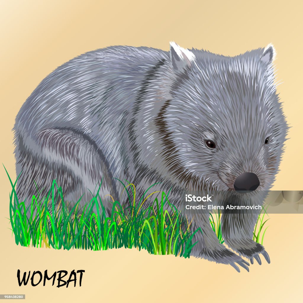 fluffy young motley wombat on the grass, isolated fluffy young motley wombat on the grass, isolated, on a light beige background Wombat stock vector