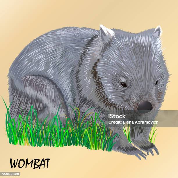 Fluffy Young Motley Wombat On The Grass Isolated Stock Illustration - Download Image Now - Wombat, Illustration, Animal