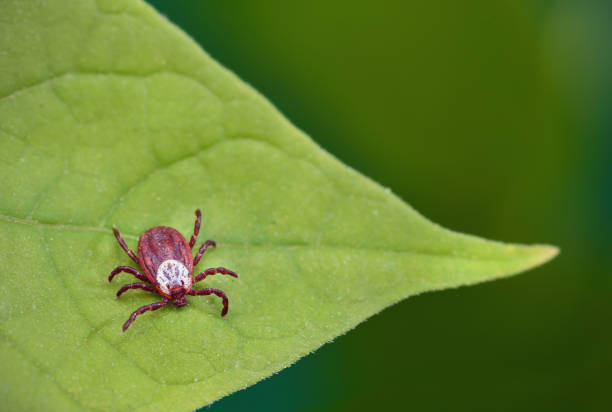 istock Danger of tick bite. Parasite mite sitting on a green leaf. 958438976
