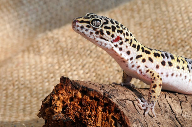 istock Close-up of Cute leopard gecko (eublepharis macularius) 958439002