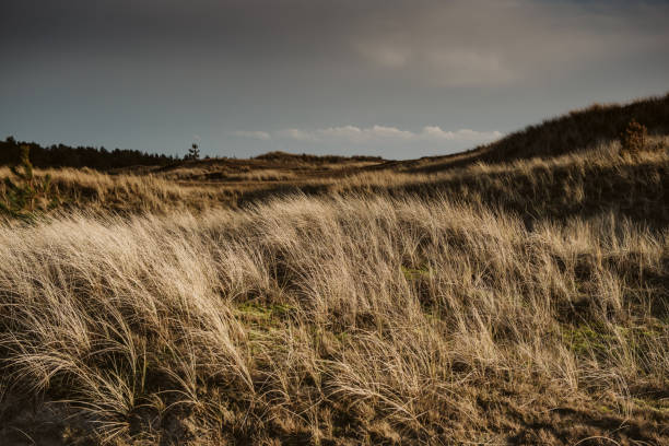 istock Coast Landscape Island of Amrum 958439184
