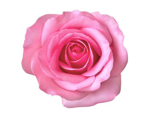istock Pink rose flower top view isolated on white background, clipping path included 958446940
