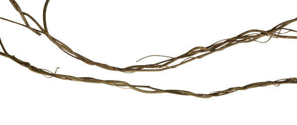 istock Twisted wild liana jungle vine isolated on white background, clipping path included 958446980