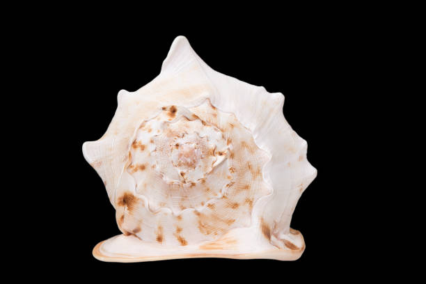 istock Big ocean, sea shell isolated on black background 958447736
