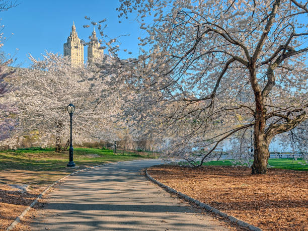 istock Central Park, New York City spring 958449738