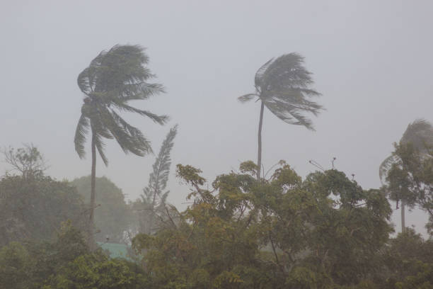 Palm trees in a storm Phuket. Strong storm wind sways the trees and breaks the leaves from the two palm trees. The street is heavy rain. The weather turned bad. Declared a storm warning hurricane stock pictures, royalty-free photos & images