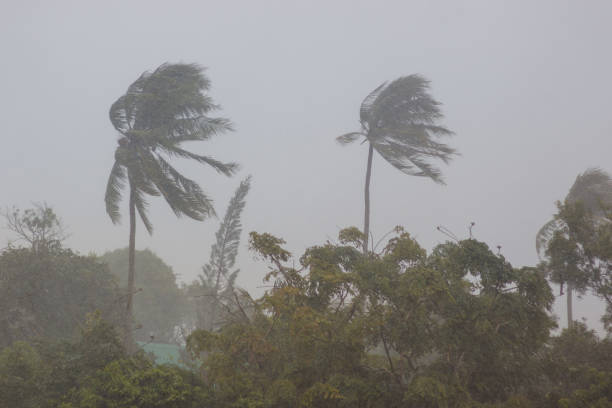 Palm trees in a storm Phuket. Strong storm wind sways the trees and breaks the leaves from the two palm trees. The street is heavy rain. The weather turned bad. Declared a storm warning windy day angry cloud stock pictures, royalty-free photos & images