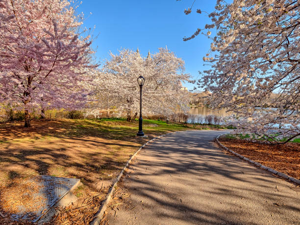 istock Central Park, New York City spring 958450812