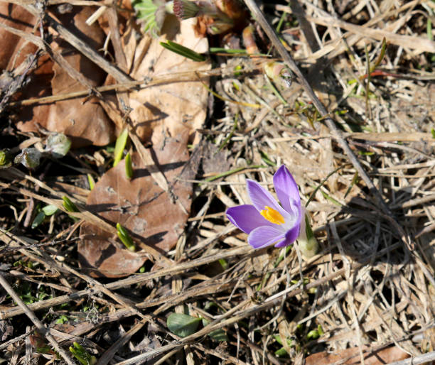 istock purple crocus ticks from the ground 958450990