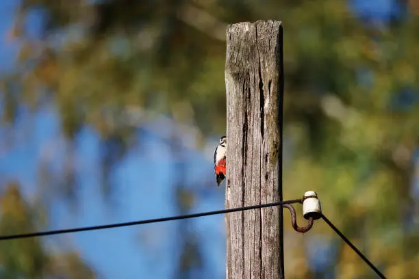 Moscow Oblast. National Park Elk island. The great spotted woodpecker (Dendrocopos major) sits on a wooden post