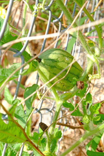 istock Green watermelon growing in the garden 958454300