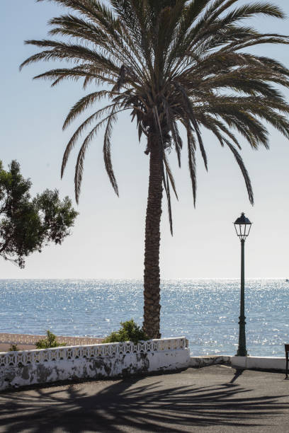 istock Palm Trees and sunshine Lanzarote Spain 958454426