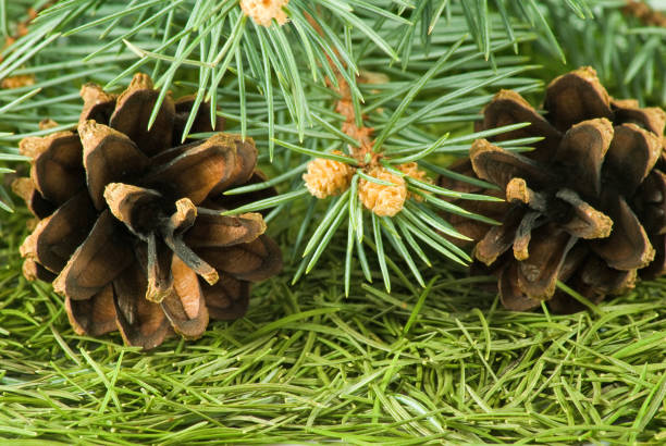 istock image of cones and fir needles close-up 958461490
