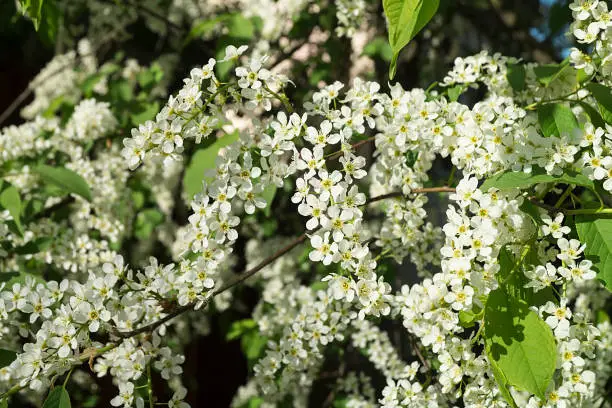 White flower Prunus padus in spring season.Natural background
