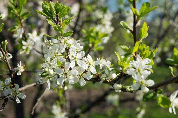 istock White flower discharges in spring garden 958461888
